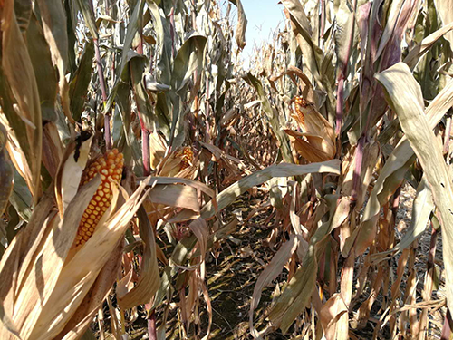 云顶集团4008(中国)官方网站