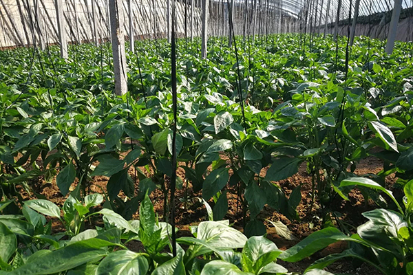 云顶集团4008(中国)官方网站