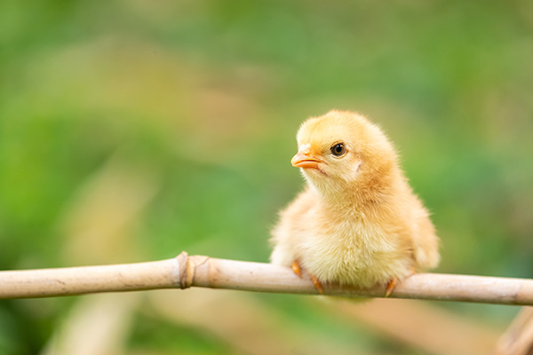 GroPro Yeast Hydrolysate: Strengthen and Promote Health in Raising Layer Chicks