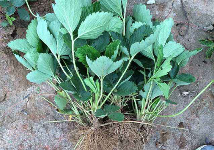 云顶集团4008(中国)官方网站