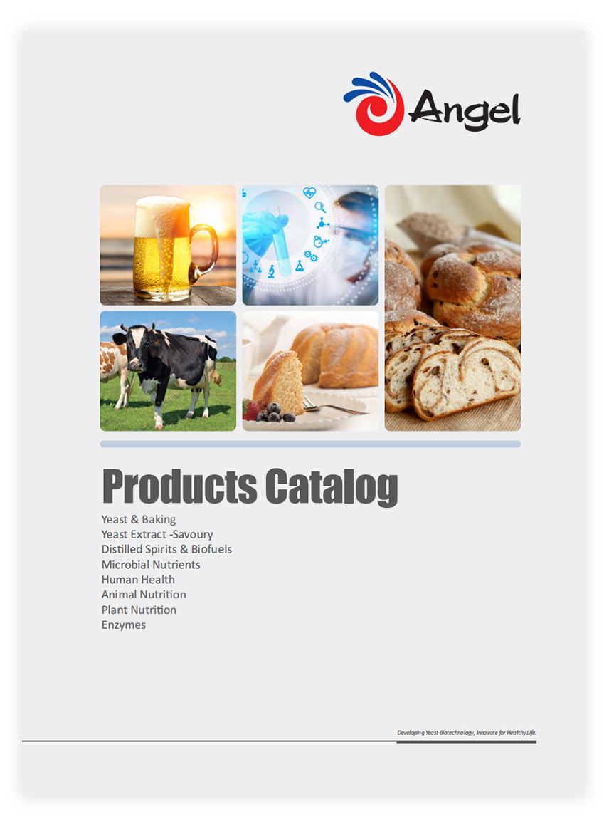 Produktekatalog von Angel