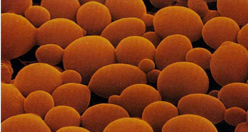 Characteristics of baking yeast