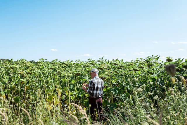 The application of agricultural microbial protectants