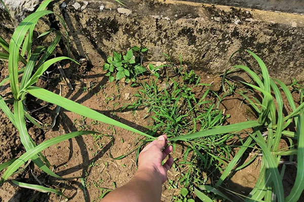 After the application of Fubon FY-9 Organic Fertilizer, sugarcane grew well and soil quality had been improved