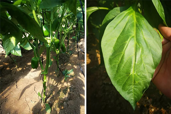 云顶集团4008(中国)官方网站