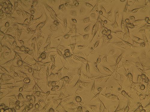 云顶集团4008(中国)官方网站