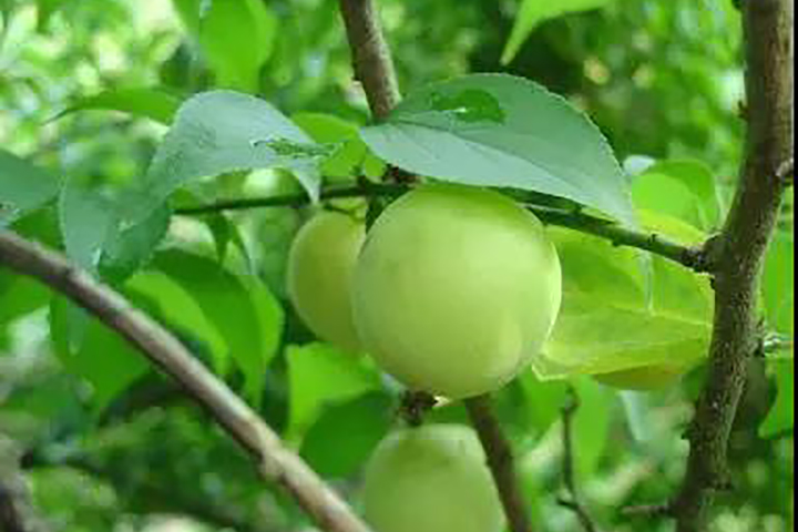 云顶集团4008(中国)官方网站