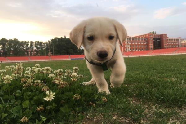 Platability is Critical on Enhancing the Flavor of Pet Food