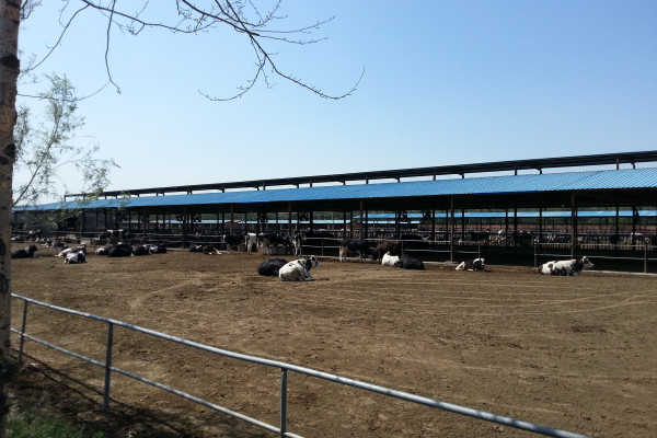 How to select yeast products under heat stress in dairy cows