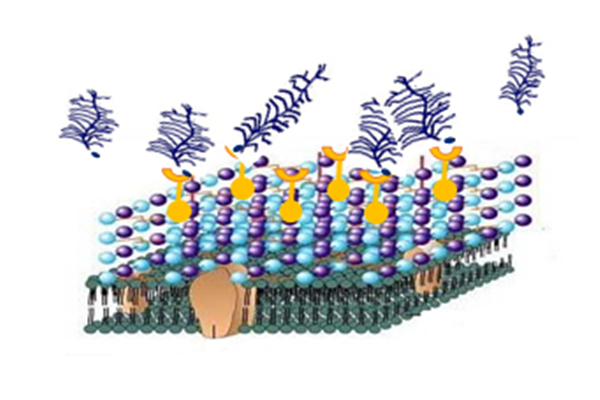 The effect of YeaSense instead of Enramycin on growth performance of broilers