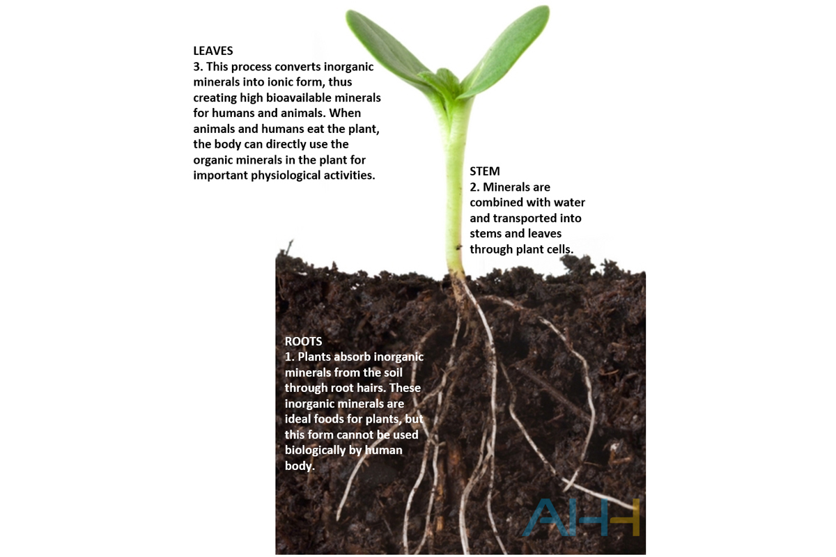 Selenium yeast - a natural source of organic selenium