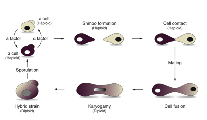 云顶集团4008(中国)官方网站