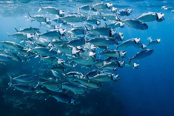 Good Intestine Starts With The Fry