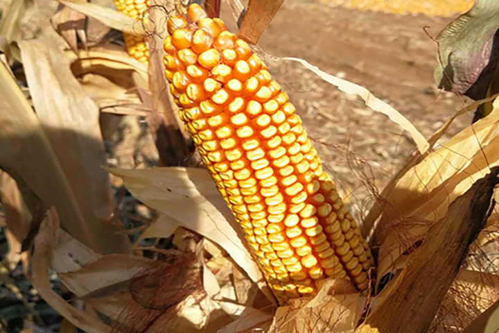 The application of “FUBON”?yeast source organic fertilizer on corns in Liaoning province.