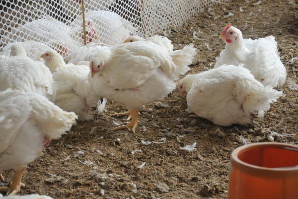 Effect of yeast cell wall on the production performance and development of immune organ of white feather broilers