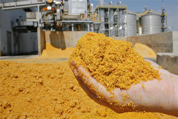 High-protein DDGS provide high quality pig nutrition