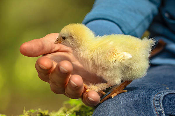 Application?of?yeast?cell?wall?for?poultry