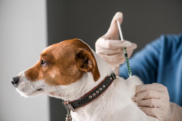 The application of Angel culture media for animal vaccine