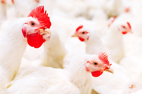 Application of live yeast in the production performance of poultry