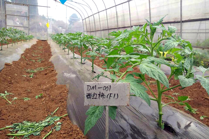 云顶集团4008(中国)官方网站