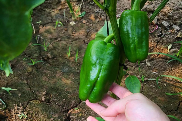 云顶集团4008(中国)官方网站