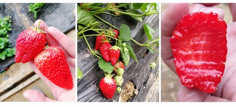 云顶集团4008(中国)官方网站