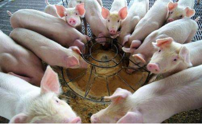 酵母作育物对猪采食量的提升