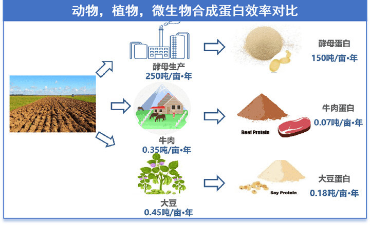 酵母卵白作为微生物泉源