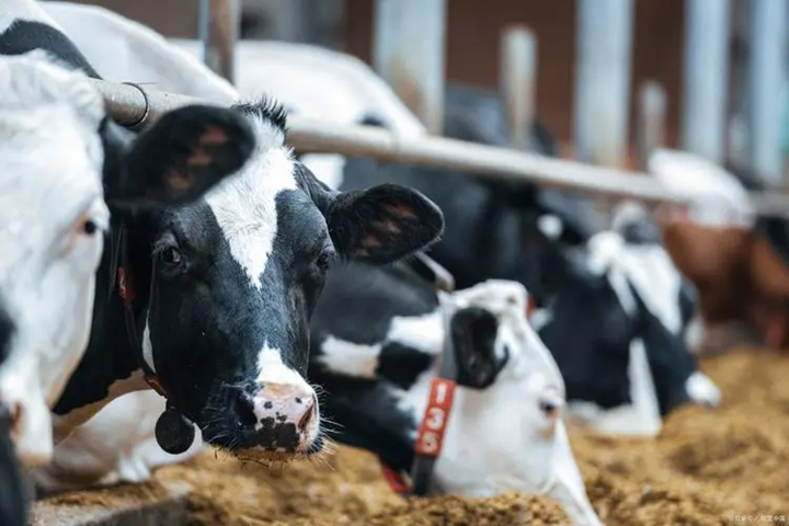 调理瘤胃微生物菌群、提高生产性能