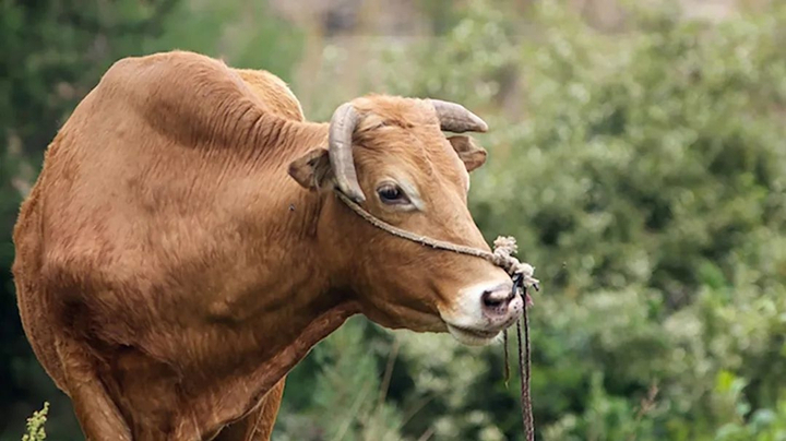 可利犇PRO：：：反刍动物专用的高活性酵母作育物！