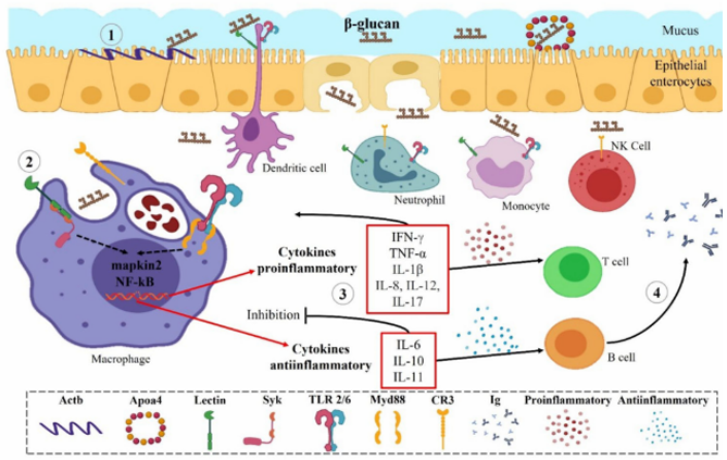 酵母β-葡聚糖的结构与泉源