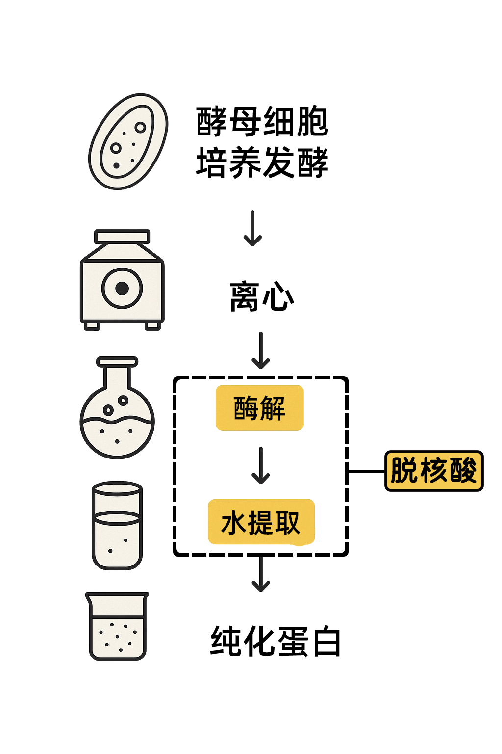 脱核酸工艺流程示意图