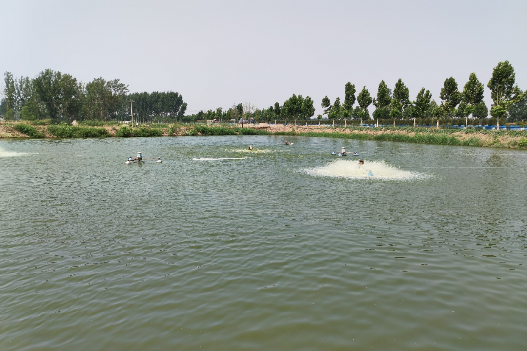 水体“生态圈”