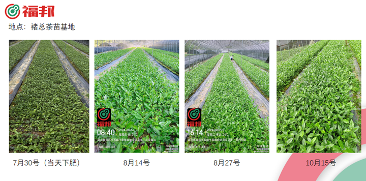 酵母营养肥的茶树