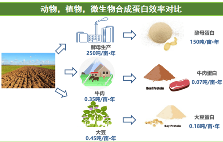 LCA 视角：：：微生物卵白的奇异优势