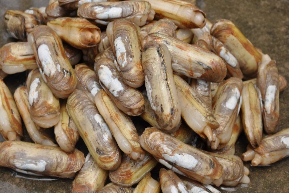 蛏贝冬季肥水要害在于“稳住硅藻”