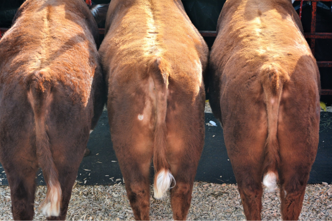 反刍酵母能够提升营养物质消化率