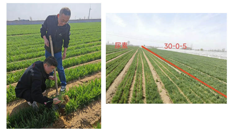 酵母代谢物应用效果