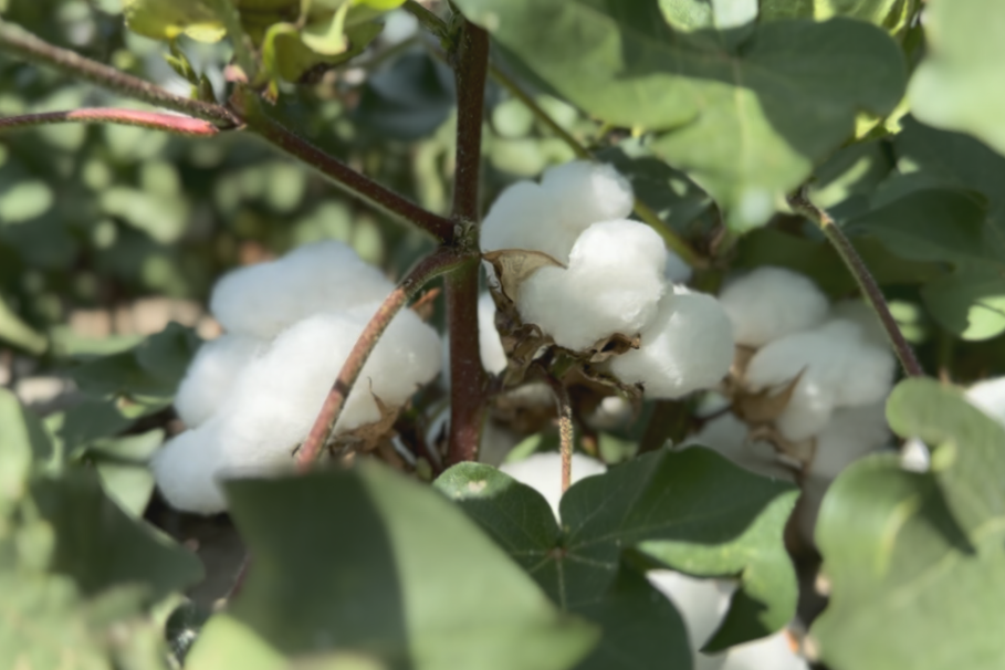 酵母代谢物增进根系发育