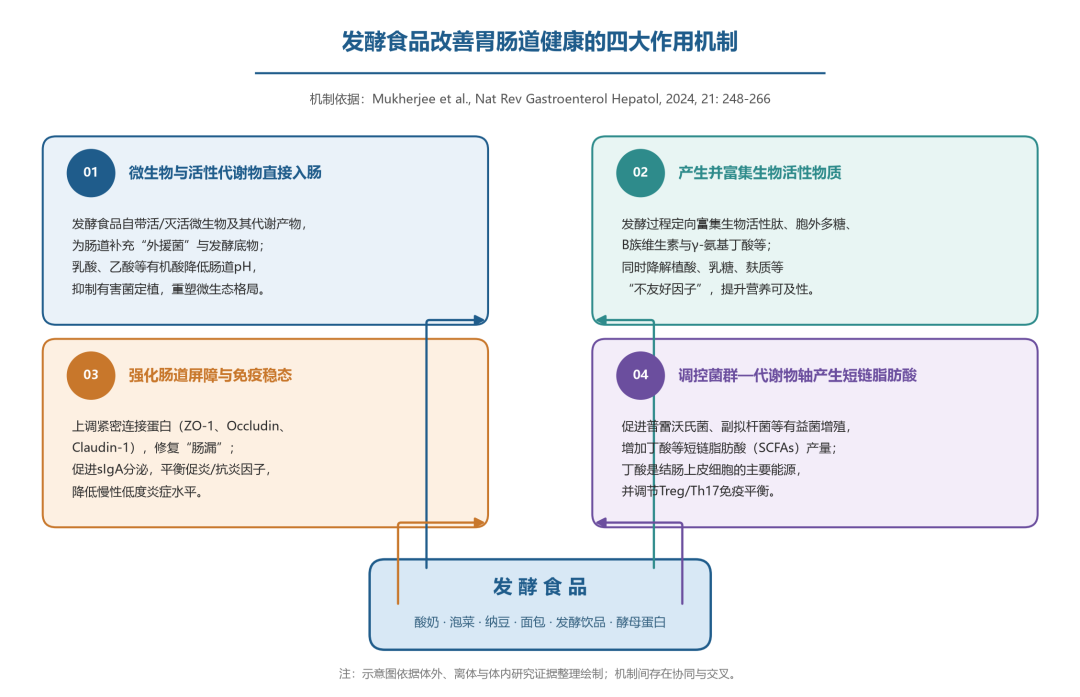 发酵食物怎样作用于胃肠道 发酵食物怎样作用于胃肠道