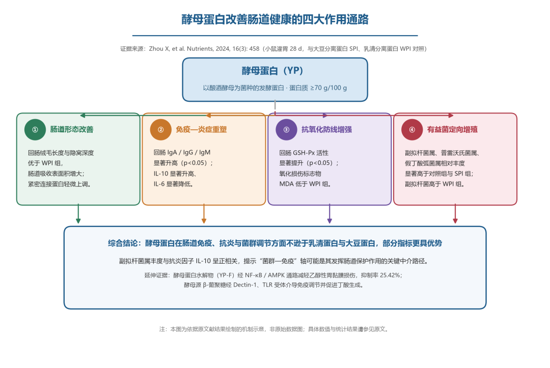 酵母卵白改善肠道康健的四着述用通路 酵母卵白改善肠道康健的四着述用通路