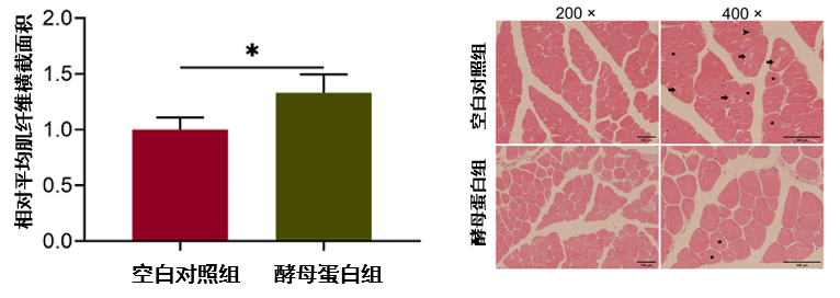 探讨AnPro?酵母卵白抗高龄小鼠肌肉朽迈的功效和作用机制 探讨AnPro?酵母卵白抗高龄小鼠肌肉朽迈的功效和作用机制